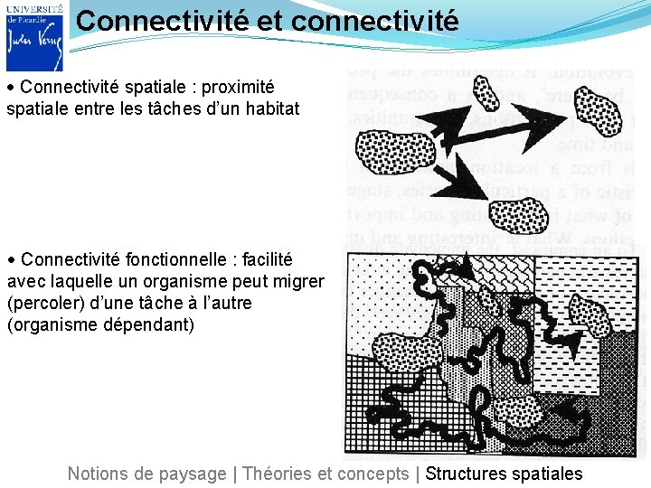 Connectivité et connectivité Connectivité spatiale : proximité spatiale entre les tâches d’un habitat Connectivité