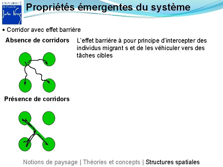 Propriétés émergentes du système Corridor avec effet barrière Absence de corridors L’effet barrière à