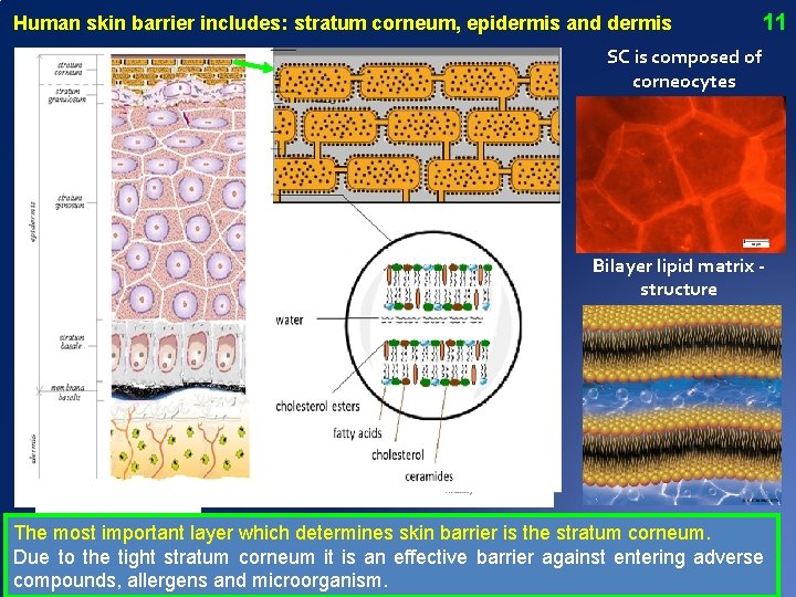 Human skin barrier includes: stratum corneum, epidermis and dermis 11 SC is composed of