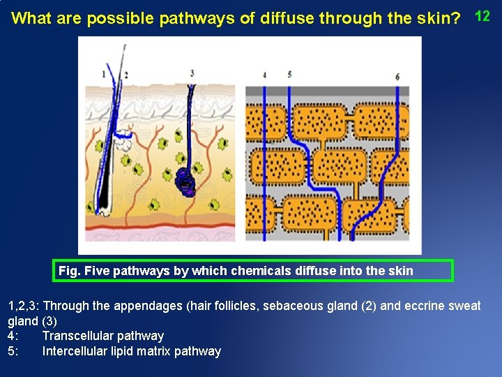 What are possible pathways of diffuse through the skin? 12 Fig. Five pathways by