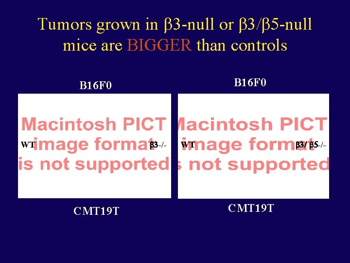 Tumors grown in -null or -null mice are BIGGER than controls B 16 F