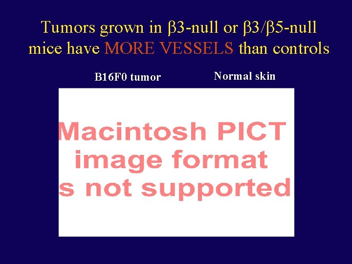 Tumors grown in -null or -null mice have MORE VESSELS than controls B 16