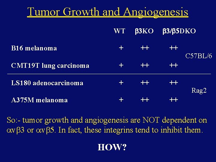 Tumor Growth and Angiogenesis WT KO DKO B 16 melanoma + ++ ++ CMT