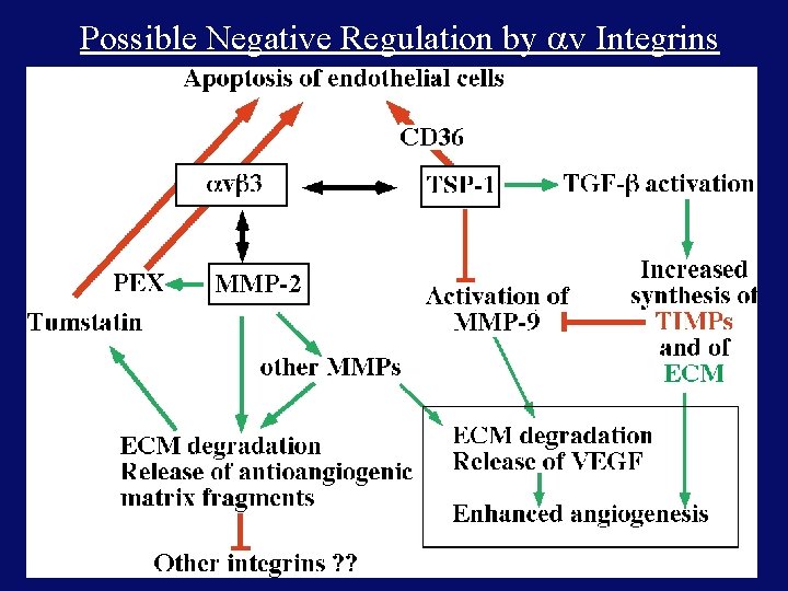 Possible Negative Regulation by v Integrins 