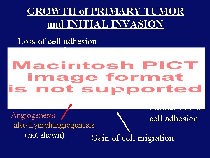 GROWTH of PRIMARY TUMOR and INITIAL INVASION Loss of cell adhesion Further loss of