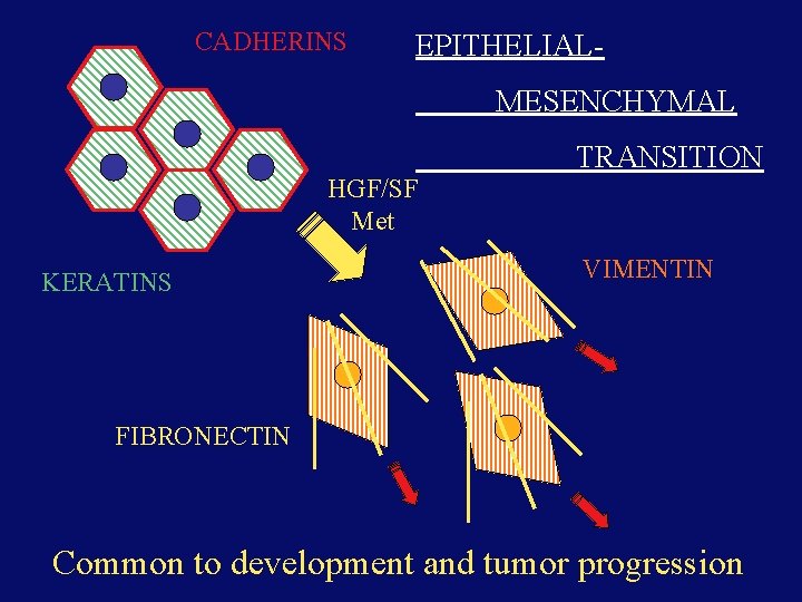 CADHERINS EPITHELIALMESENCHYMAL HGF/SF Met KERATINS TRANSITION VIMENTIN FIBRONECTIN Common to development and tumor progression