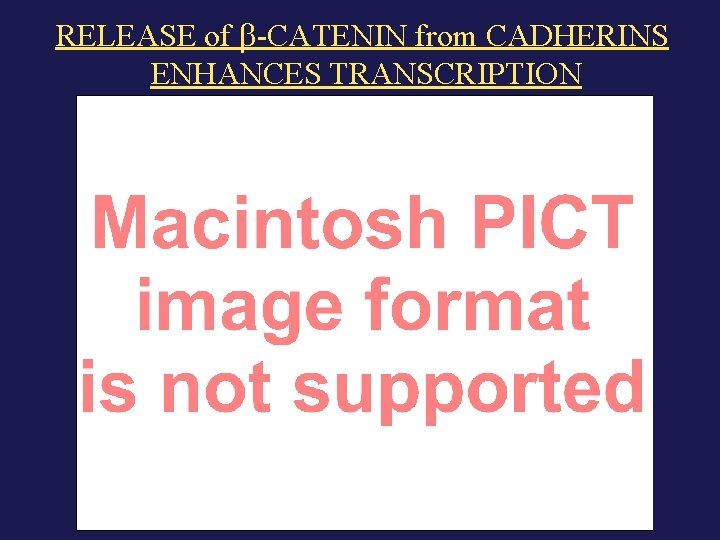 RELEASE of -CATENIN from CADHERINS ENHANCES TRANSCRIPTION 