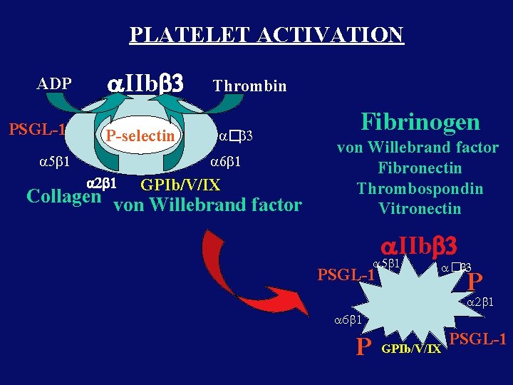 PLATELET ACTIVATION ADP PSGL-1 IIb P-selectin Thrombin � 1 GPIb/V/IX Collagen von Willebrand factor PLATELET ACTIVATION ADP PSGL-1 IIb P-selectin Thrombin � 1 GPIb/V/IX Collagen von Willebrand factor