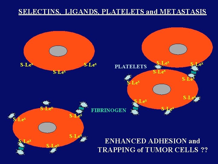 SELECTINS, LIGANDS, PLATELETS and METASTASIS S-Lex PLATELETS S-Lex S-Lex S-Lex FIBRINOGEN S-Lex ENHANCED ADHESION SELECTINS, LIGANDS, PLATELETS and METASTASIS S-Lex PLATELETS S-Lex S-Lex S-Lex FIBRINOGEN S-Lex ENHANCED ADHESION