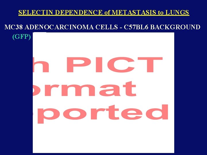 SELECTIN DEPENDENCE of METASTASIS to LUNGS MC 38 ADENOCARCINOMA CELLS - C 57 BL