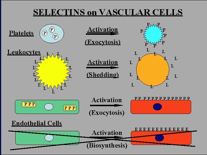 SELECTINS on VASCULAR CELLS Platelets Leukocytes L L Activation P P P L L