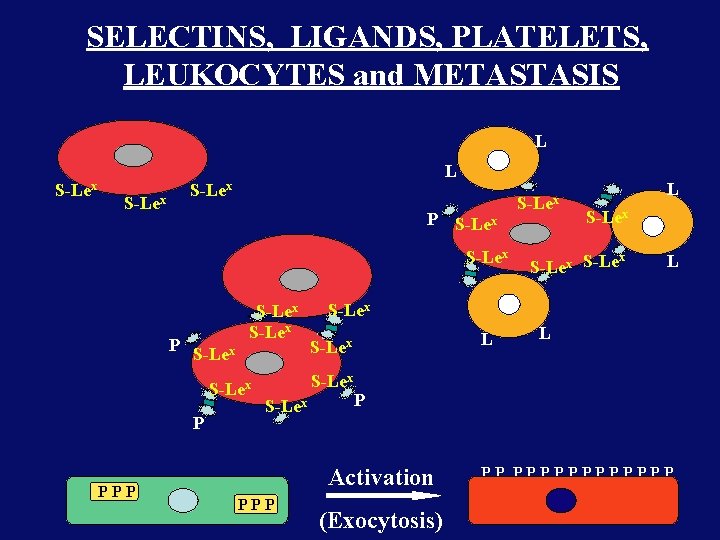 SELECTINS, LIGANDS, PLATELETS, LEUKOCYTES and METASTASIS L S-Lex P S-Lex S-Lex P PPP L