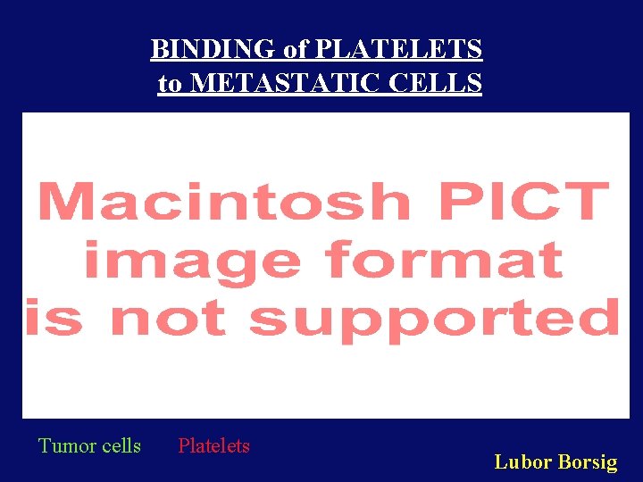 BINDING of PLATELETS to METASTATIC CELLS Tumor cells Platelets Lubor Borsig 