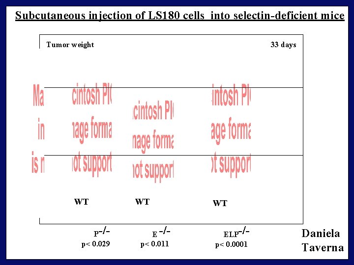 Subcutaneous injection of LS 180 cells into selectin-deficient mice Tumor weight WT P -/p<