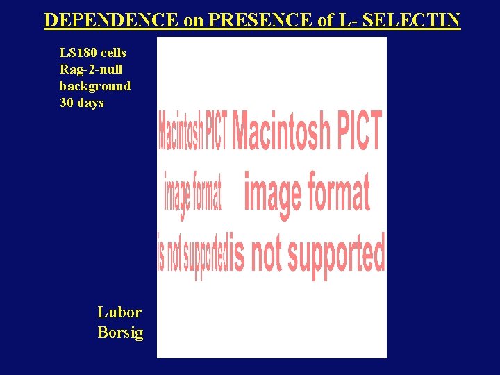 DEPENDENCE on PRESENCE of L- SELECTIN LS 180 cells Rag-2 -null background 30 days