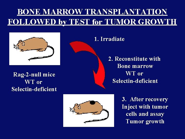 BONE MARROW TRANSPLANTATION FOLLOWED by TEST for TUMOR GROWTH 1. Irradiate Rag-2 -null mice