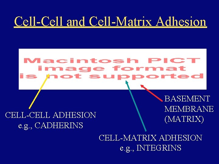 Cell-Cell and Cell-Matrix Adhesion CELL-CELL ADHESION e. g. , CADHERINS BASEMENT MEMBRANE (MATRIX) CELL-MATRIX