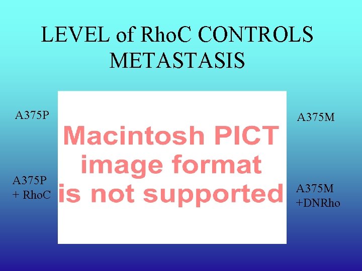 LEVEL of Rho. C CONTROLS METASTASIS A 375 P + Rho. C A 375