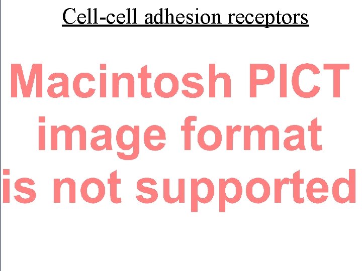 Cell-cell adhesion receptors 