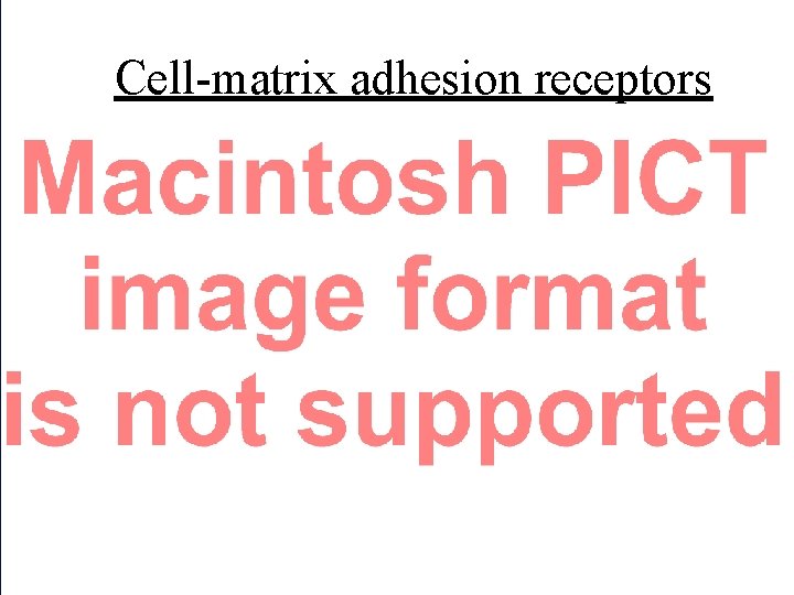 Cell-matrix adhesion receptors 