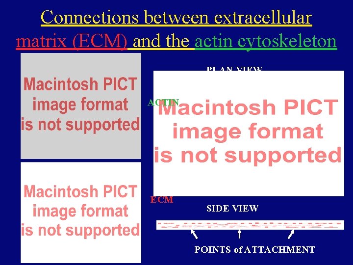 Connections between extracellular matrix (ECM) and the actin cytoskeleton PLAN VIEW ACTIN ECM SIDE Connections between extracellular matrix (ECM) and the actin cytoskeleton PLAN VIEW ACTIN ECM SIDE