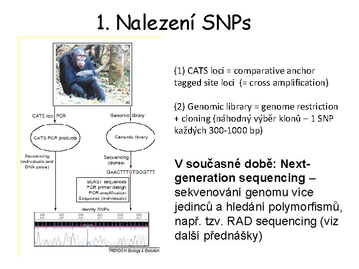 1. Nalezení SNPs (1) CATS loci = comparative anchor tagged site loci (= cross