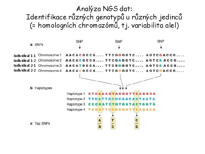 Analýza NGS dat: Identifikace různých genotypů u různých jedinců (= homologních chromozómů, tj. variabilita