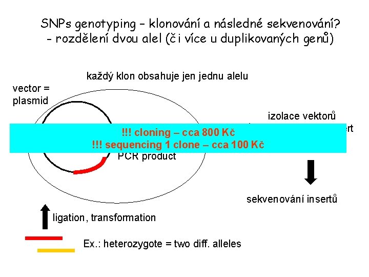 SNPs genotyping – klonování a následné sekvenování? - rozdělení dvou alel (či více u