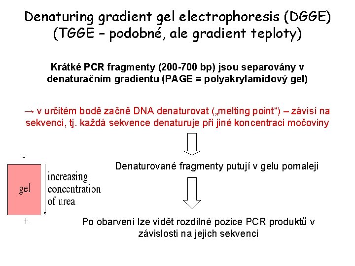 Denaturing gradient gel electrophoresis (DGGE) (TGGE – podobné, ale gradient teploty) Krátké PCR fragmenty