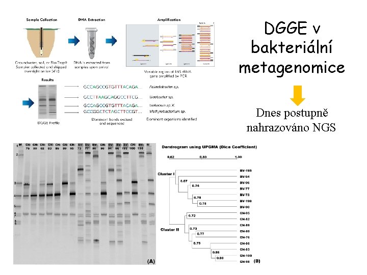 DGGE v bakteriální metagenomice Dnes postupně nahrazováno NGS 