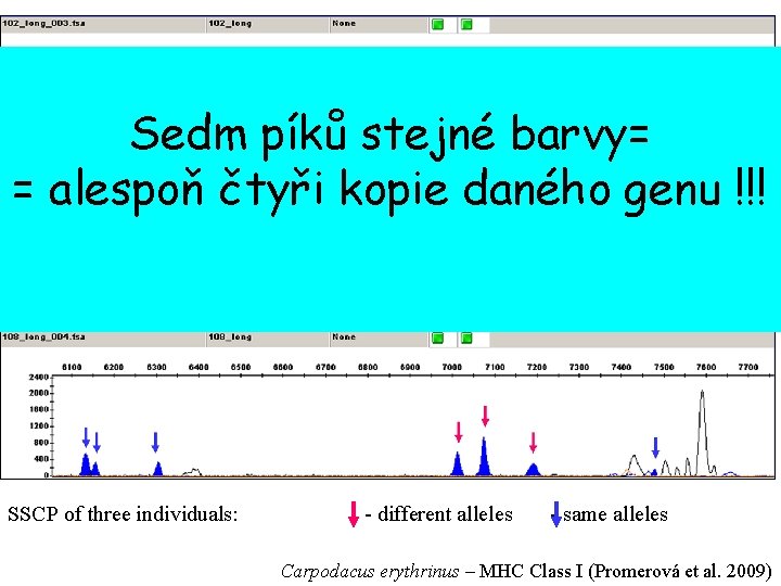 Sedm píků stejné barvy= = alespoň čtyři kopie daného genu !!! SSCP of three