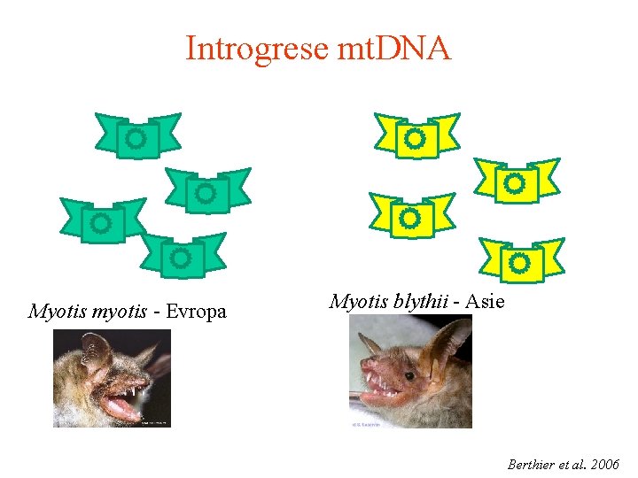 Introgrese mt. DNA Myotis myotis - Evropa Myotis blythii - Asie Berthier et al.