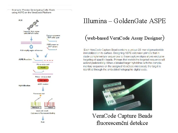 Illumina – Golden. Gate ASPE (web-based Vera. Code Assay Designer) Vera. Code Capture Beads