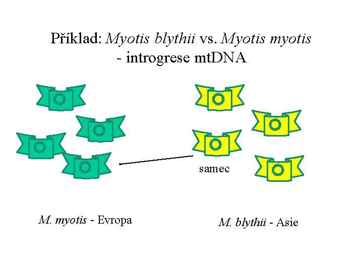 Příklad: Myotis blythii vs. Myotis myotis - introgrese mt. DNA samec M. myotis -