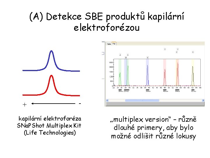 (A) Detekce SBE produktů kapilární elektroforézou + - kapilární elektroforéza SNa. PShot Multiplex Kit