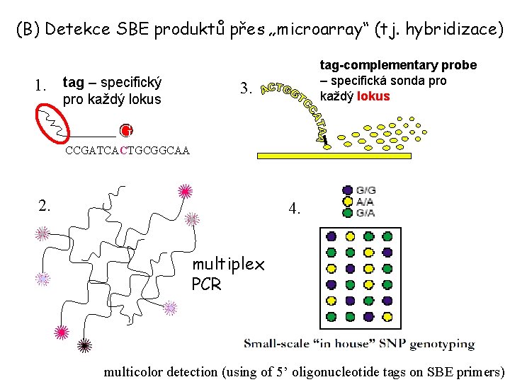 (B) Detekce SBE produktů přes „microarray“ (tj. hybridizace) 1. tag – specifický pro každý