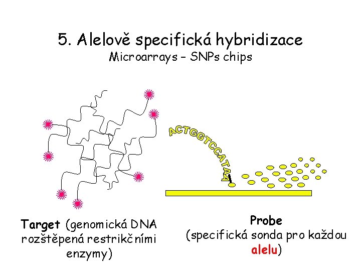5. Alelově specifická hybridizace Microarrays – SNPs chips Target (genomická DNA rozštěpená restrikčními enzymy)