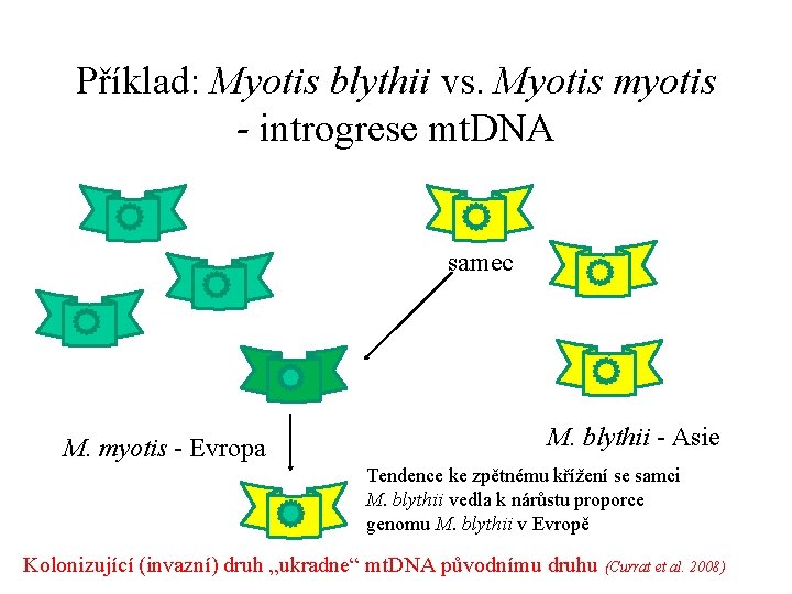 Příklad: Myotis blythii vs. Myotis myotis - introgrese mt. DNA samec M. myotis -