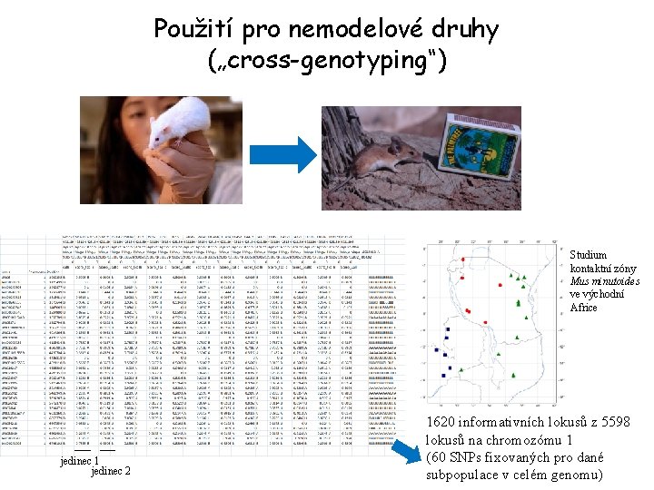 Použití pro nemodelové druhy („cross-genotyping“) Studium kontaktní zóny Mus minutoides ve východní Africe jedinec