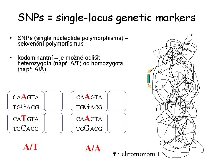 SNPs = single-locus genetic markers • SNPs (single nucleotide polymorphisms) – sekvenční polymorfismus •