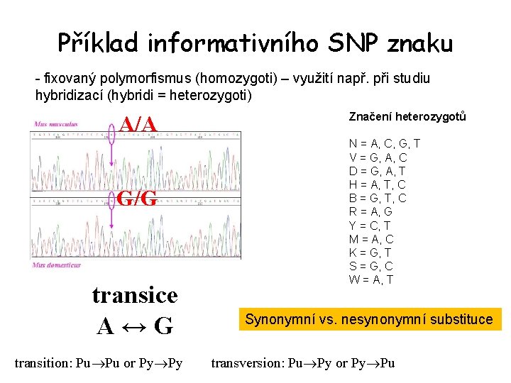 Příklad informativního SNP znaku - fixovaný polymorfismus (homozygoti) – využití např. při studiu hybridizací