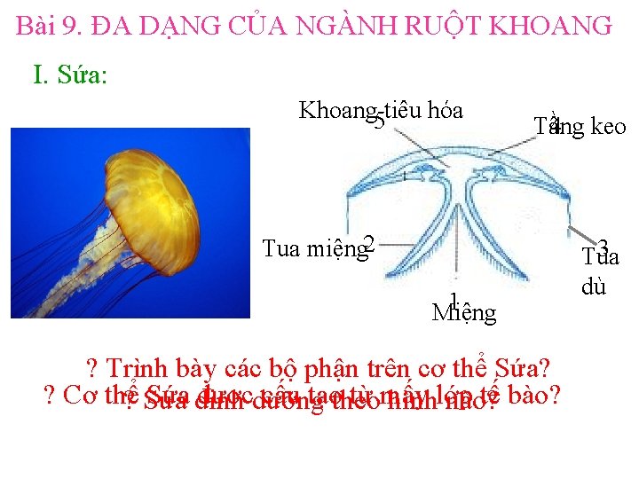 Bài 9. ĐA DẠNG CỦA NGÀNH RUỘT KHOANG I. Sứa: Khoang 5 tiêu hóa