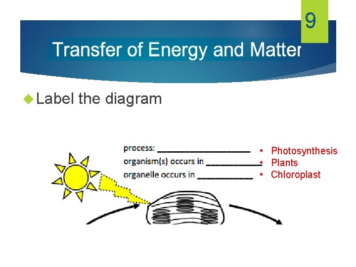 9 Label the diagram • Photosynthesis • Plants • Chloroplast 