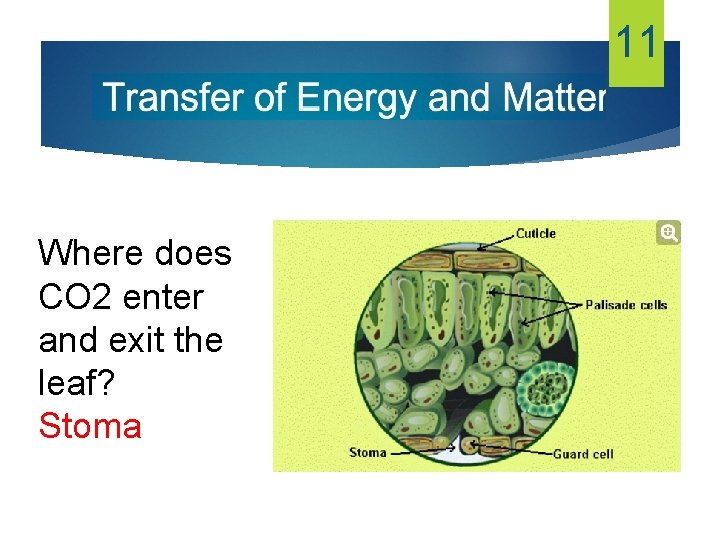 11 Where does CO 2 enter and exit the leaf? Stoma 