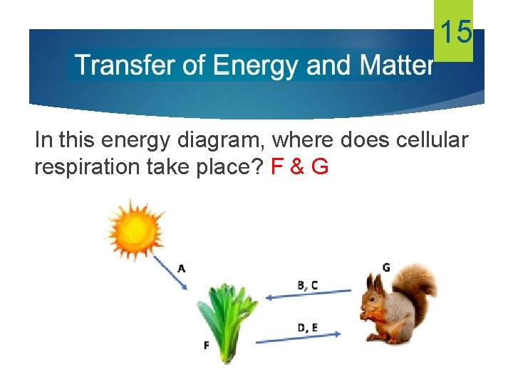 15 In this energy diagram, where does cellular respiration take place? F & G