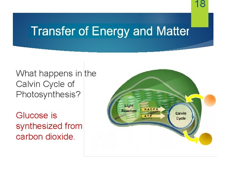 18 What happens in the Calvin Cycle of Photosynthesis? Glucose is synthesized from carbon