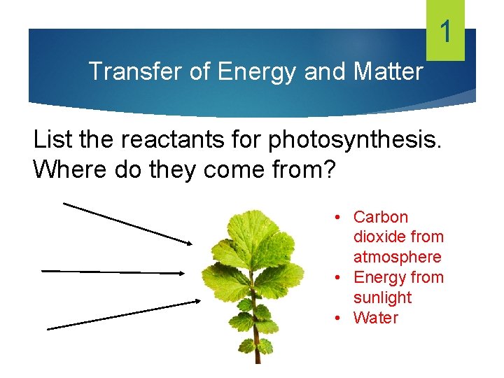1 Transfer of Energy and Matter List the reactants for photosynthesis. Where do they 1 Transfer of Energy and Matter List the reactants for photosynthesis. Where do they
