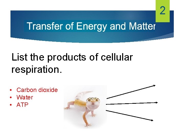 2 List the products of cellular respiration. • Carbon dioxide • Water • ATP