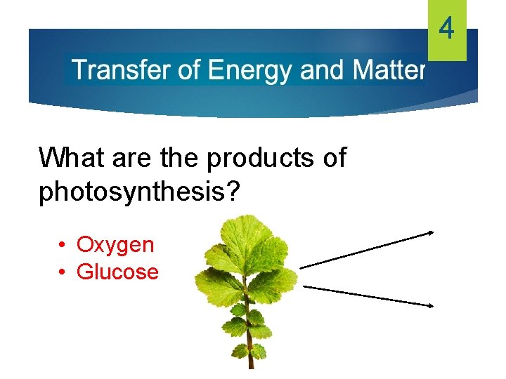 4 What are the products of photosynthesis? • Oxygen • Glucose 