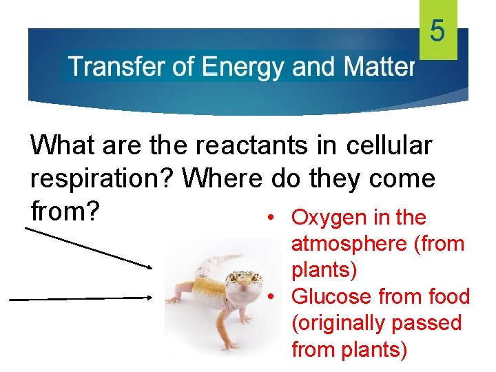 5 What are the reactants in cellular respiration? Where do they come from? •